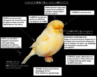 /album/norwich/%cf%83%cf%84%ce%ac%ce%bd%cf%84%ce%b1%cf%81-%cf%84%ce%b7%cf%82-%cf%86%cf%85%ce%bb%ce%ae%cf%82-png/